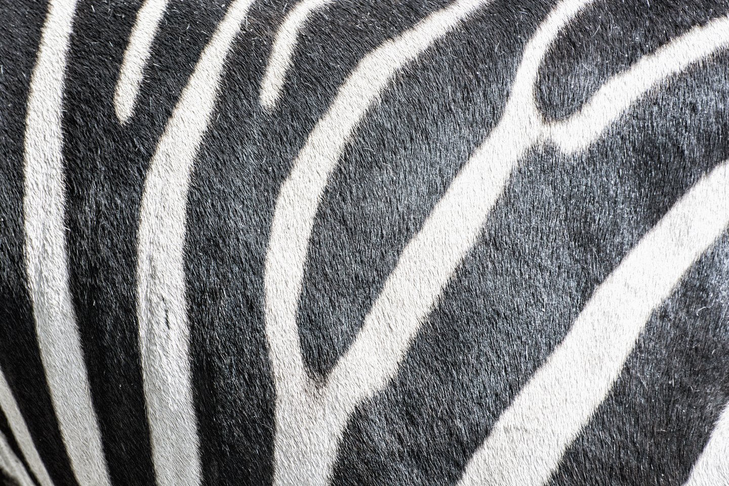 Background of hartmann's mountain zebra - Equus zebra hartmannae